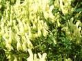 Aconitum pyrenaicum Image 1