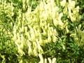 Aconitum ranunculifolium Image 1