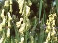Aconitum vulparia Image 1