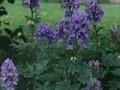 Aconitum wilsonii Image 1