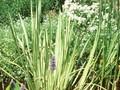 Acorus calamus Variegatus Image 1