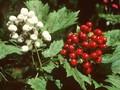 Actaea erythrocarpa Image 1