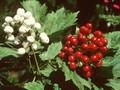 Actaea spicata var rubra Image 1
