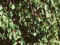 Actinidia arguta Image 1