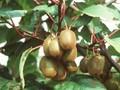 Actinidia chinensis Image 1