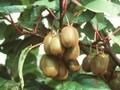 Actinidia deliciosa Image 1