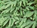 Adiantum pedatum Compactum Image 1