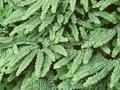 Adiantum pedatum Imbricatum Image 1