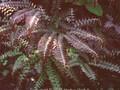Adiantum pedatum Japonicum Image 1