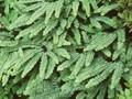 Adiantum pedatum Nanum Image 1