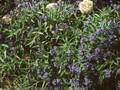Aegonychon purpurocaeruleum Image 1