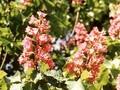 Aesculus carnea Image 3