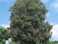 Aesculus carnea Image 1
