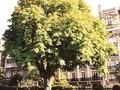 Aesculus hippocastanum Image 2