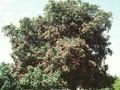 Aesculus carnea Briotii Image 1