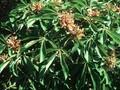 Aesculus discolor Image 1