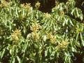 Aesculus flava Image 1