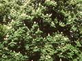 Aesculus hippocastanum Baumannii Image 1