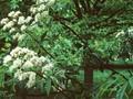 Aesculus hippocastanum Digitata Image 1