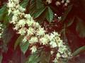 Aesculus hippocastanum Globosa Image 1