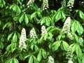 Aesculus hippocastanum Memmingeri Image 1