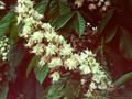 Aesculus hippocastanum Umbraculifera Image 1
