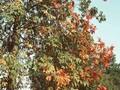 Aesculus hybrida Image 1