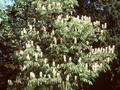 Aesculus indica Image 1