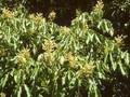 Aesculus lutea Image 1