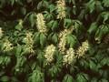 Aesculus macrostachya Image 1