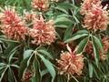 Aesculus mutabilis Induta Image 1