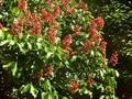 Aesculus mutabilis Penduliflora Image 1