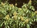Aesculus octandra Image 1