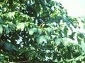 Aesculus pavia Image 1