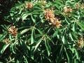 Aesculus pavia var dicolor Image 1