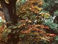 Aesculus turbinata Image 1