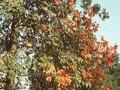 Aesculus versicolor Image 1