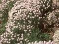 Aethionema grandiflorum Image 1