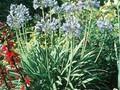 Agapanthus Headbourne Hybrids Image 1
