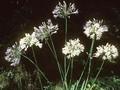 Agapanthus praecox subsp orientalis Albus Image 1
