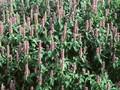 Agastache anethiodora Image 1