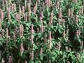 Agastache anisata Image 1