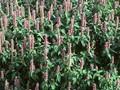 Agastache foeniculum Image 1