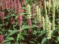 Agastache mexicana Image 1