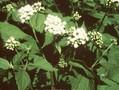 Ageratina altissima Image 1