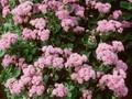 Ageratum mexicanum Image 1