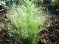 Agrostis capillaris Image 1
