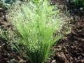 Agrostis nebulosa Image 1