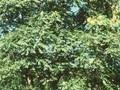 Ailanthus glandulosa Image 1