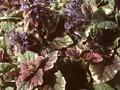 Ajuga reptans Burgundy Glow Image 1